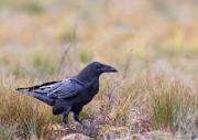 Kolkrabe - Northern Raven  (Corvus corax)